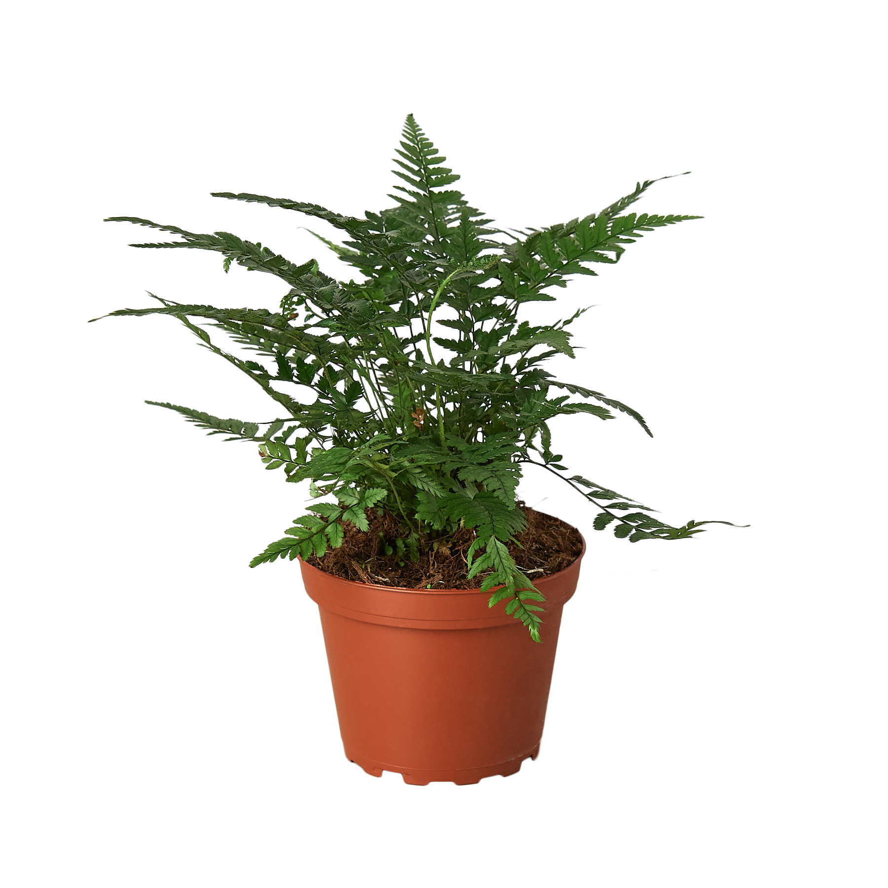 Korean Rock Fern indoor plant with dark green fronds in a terracotta pot on Tampa Home & Garden Store