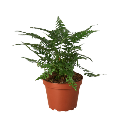 Korean Rock Fern indoor plant with dark green fronds in a terracotta pot on Tampa Home & Garden Store