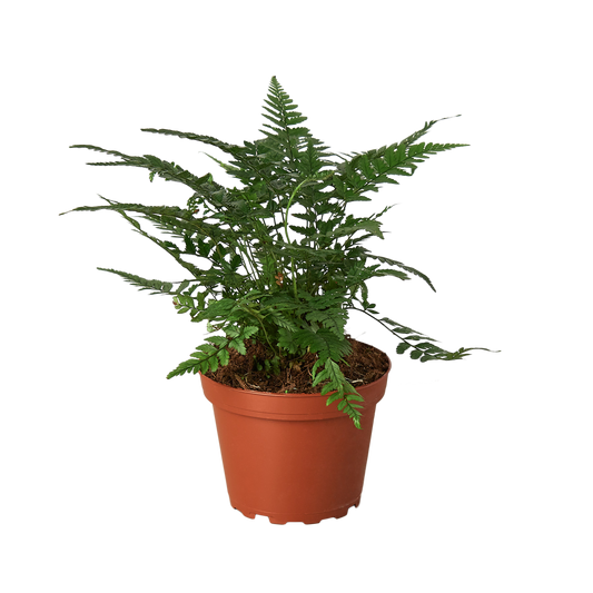 Korean Rock Fern indoor plant with dark green fronds in a terracotta pot on Tampa Home & Garden Store