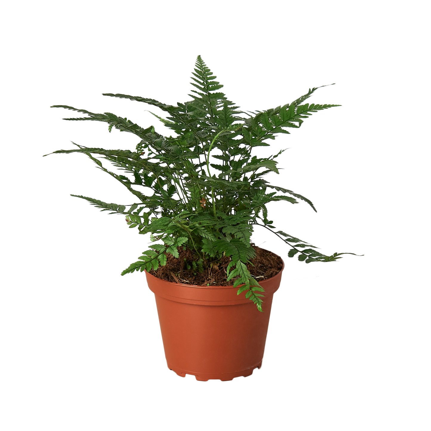 Korean Rock Fern indoor plant in a terracotta pot with lush green feathery fronds on Tampa Home & Garden Store