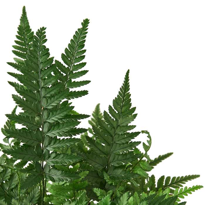 Korean Rock Fern indoor plant by Rooted Treasures Farms with deep green pinnate fronds on Tampa Home & Garden Store