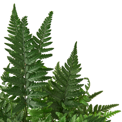 Korean Rock Fern indoor plant by Rooted Treasures Farms with deep green pinnate fronds on Tampa Home & Garden Store
