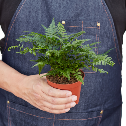 Korean Rock Fern indoor plant in a terracotta pot, Rooted Treasures Farms on Tampa Home & Garden Store