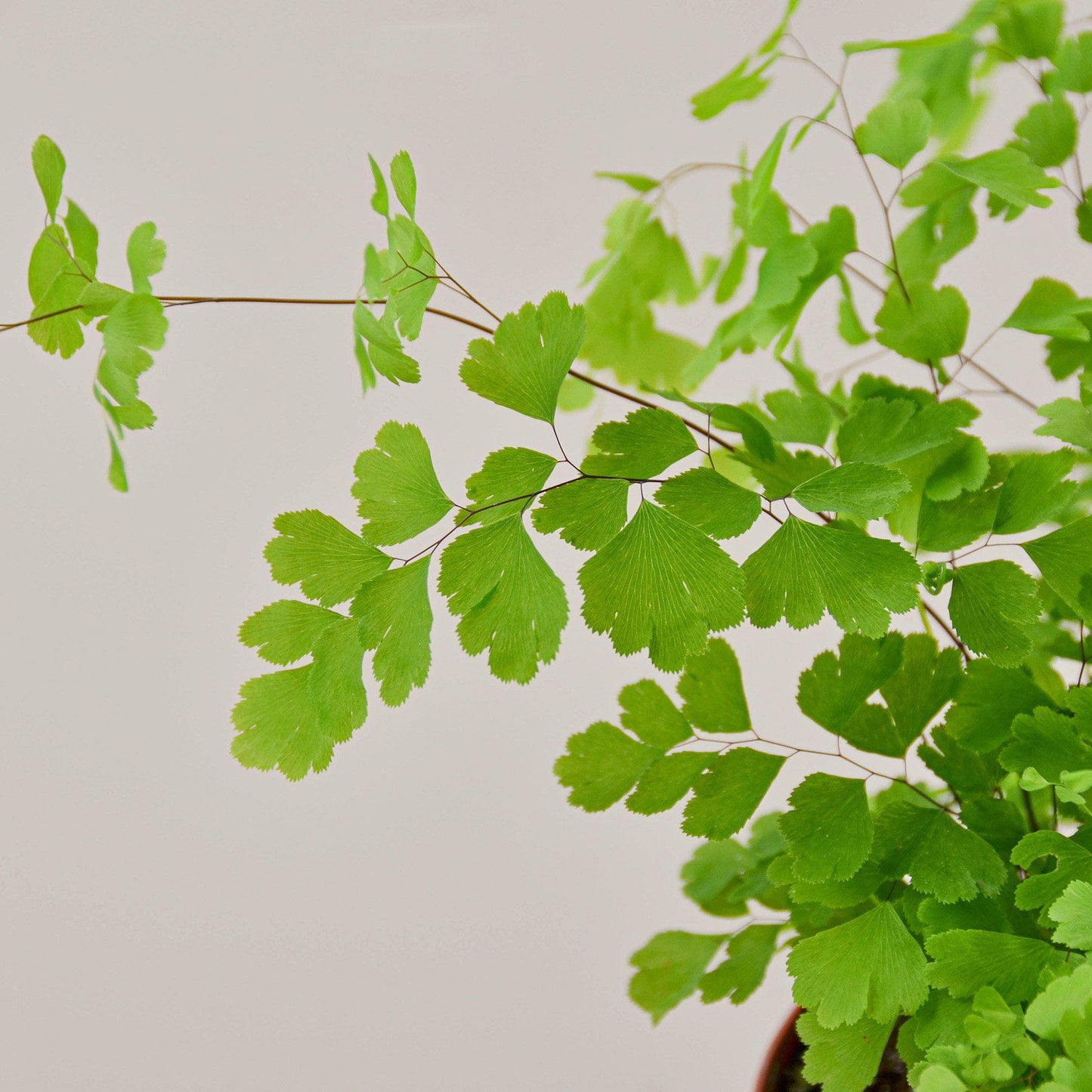 Maidenhair Fern indoor plant with bright green fan-shaped fronds in pot Rooted Treasures Farms on Tampa Home & Garden Store