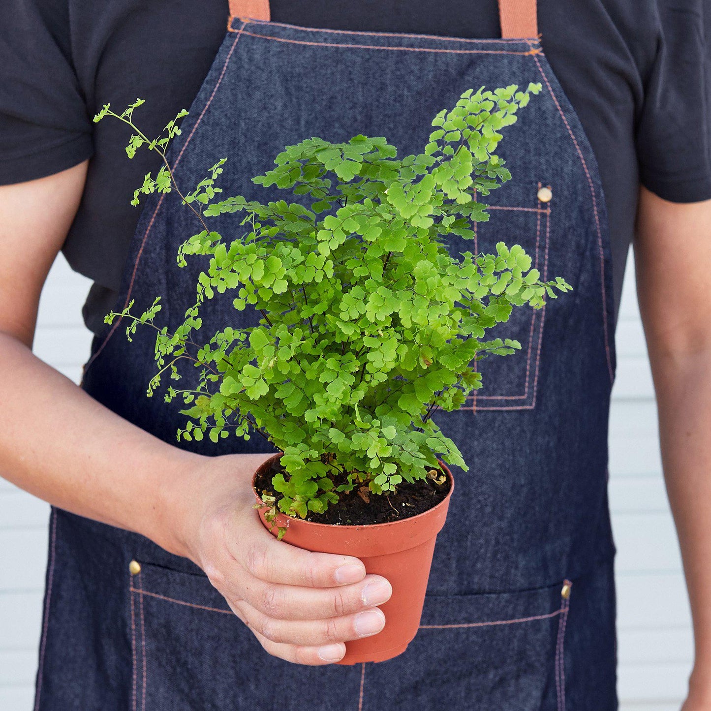 Maidenhair Fern indoor plant with bright green fronds in a terracotta pot on Tampa Home & Garden Store