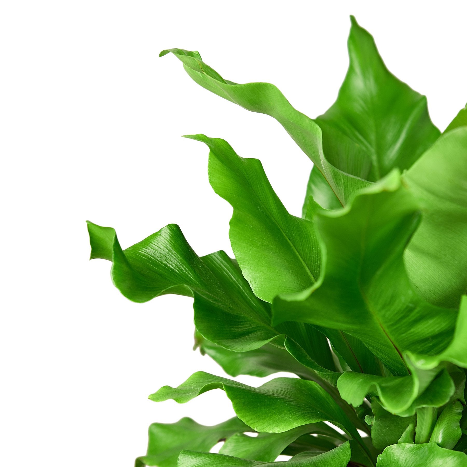 Bird's Nest Nidus Fern with green broad glossy fronds Rooted Treasures Farms on Tampa Home & Garden Store