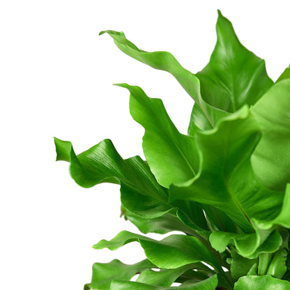 Bird's Nest Nidus Fern with green broad glossy fronds Rooted Treasures Farms on Tampa Home & Garden Store