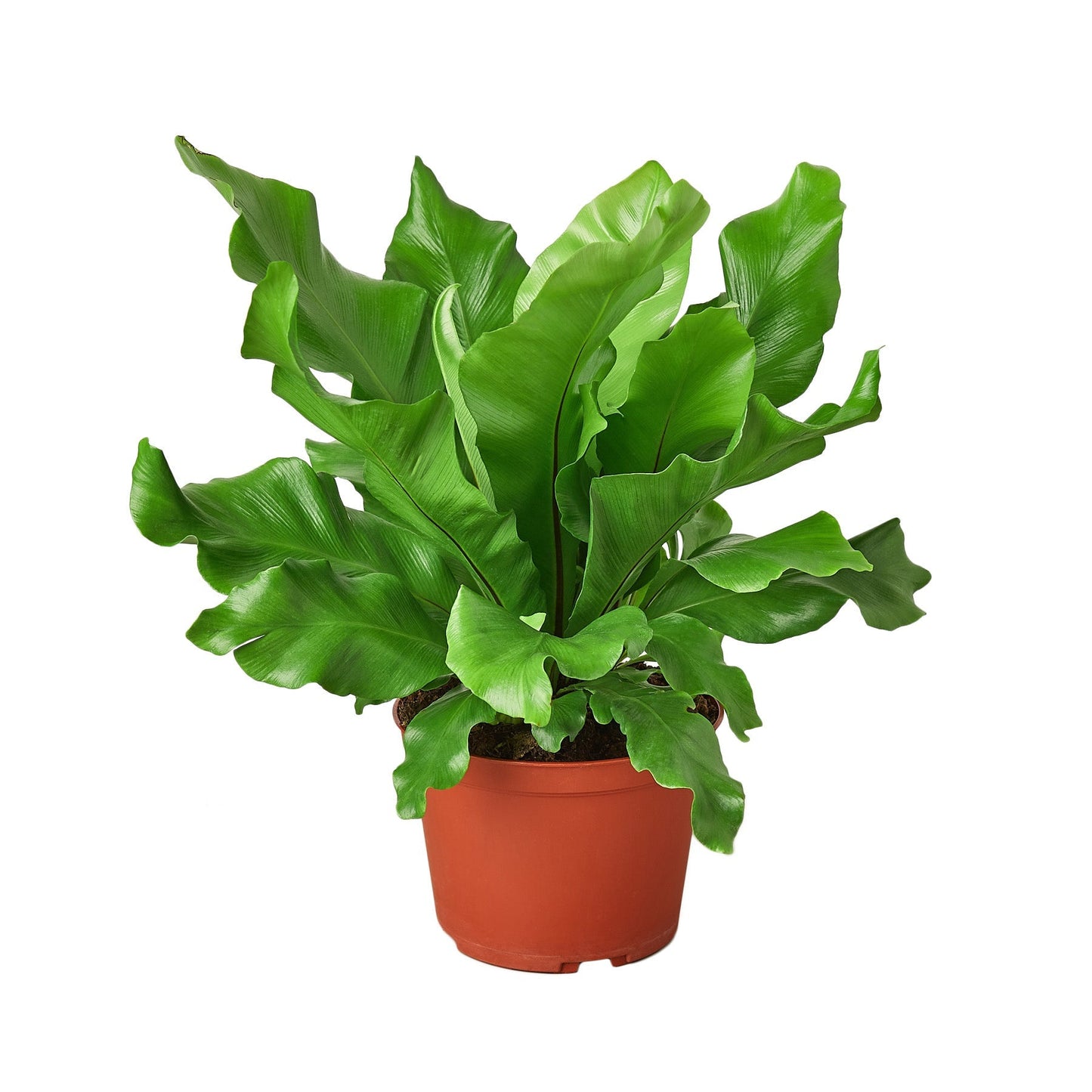 Bird's Nest Fern Nidus in a 6-inch terracotta nursery pot with glossy green fronds on Tampa Home & Garden Store