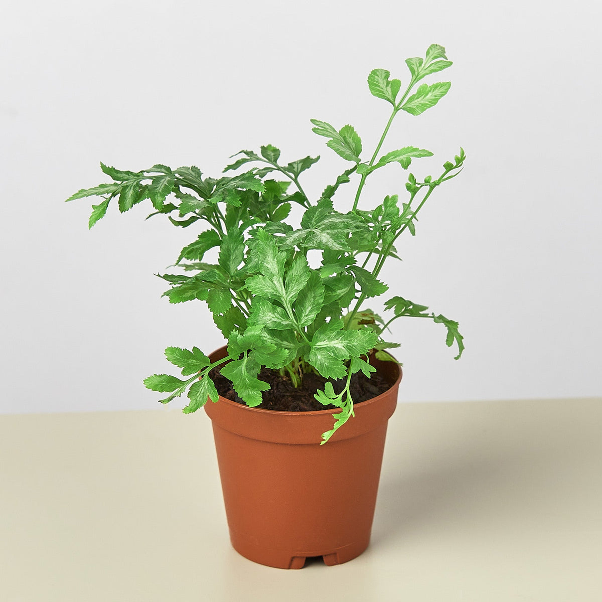 Fern Silver Lace indoor plant, variegated green fronds, in terracotta pot from House Plant Shop on Tampa Home & Garden Store