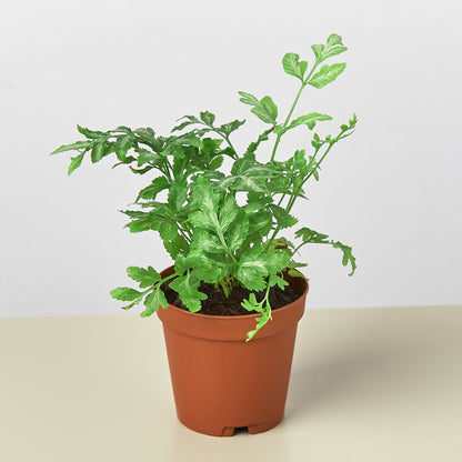Fern Silver Lace indoor plant, variegated green fronds, in terracotta pot from House Plant Shop on Tampa Home & Garden Store