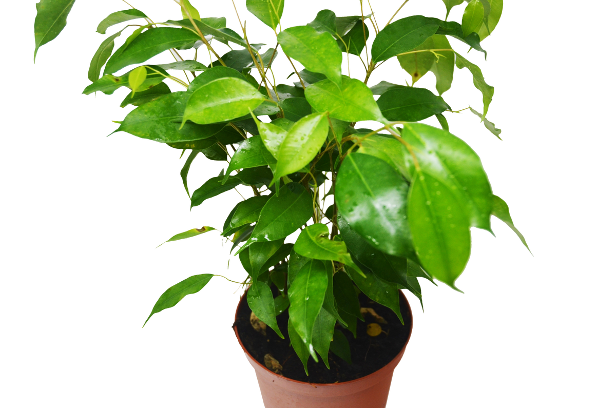 Ficus Benjamina indoor plant in terracotta pot with glossy green leaves House Plant Shop on Tampa Home & Garden Store