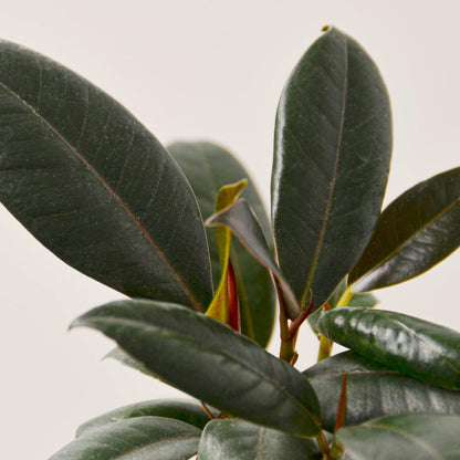 Ficus Elastica Burgundy indoor plant with dark, glossy leaves and red stems on Tampa Home & Garden Store