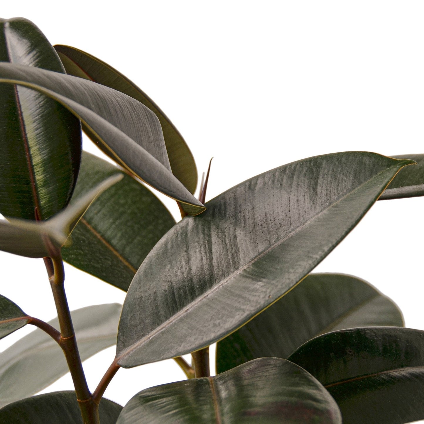 Ficus Elastica Burgundy plant by Rooted Treasures Farms with glossy burgundy-edged leaves on Tampa Home & Garden Store