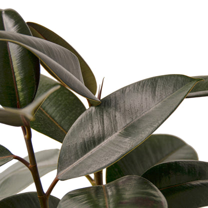 Ficus Elastica Burgundy plant by Rooted Treasures Farms with glossy burgundy-edged leaves on Tampa Home & Garden Store
