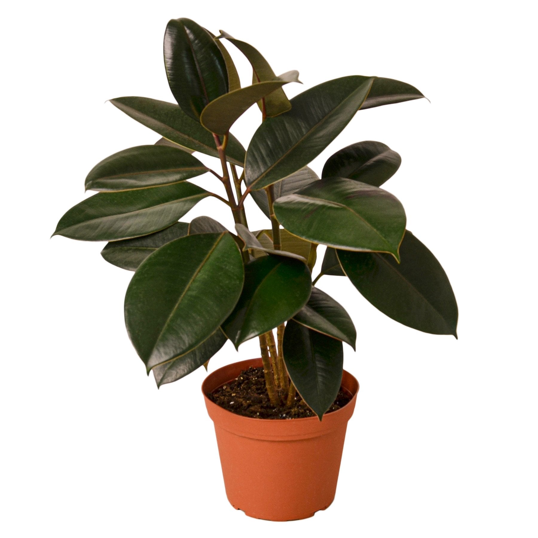 Ficus Elastica Burgundy rubber plant in terracotta pot by Rooted Treasures Farms on Tampa Home & Garden Store