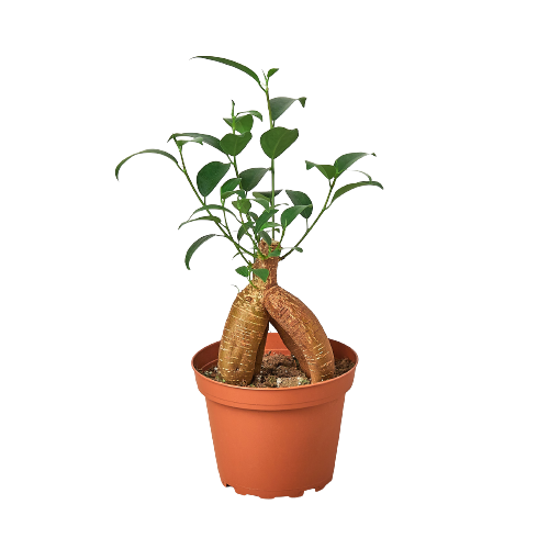 Ficus Ginseng indoor plant in terracotta pot with twin trunk roots and green leaves on Tampa Home & Garden Store