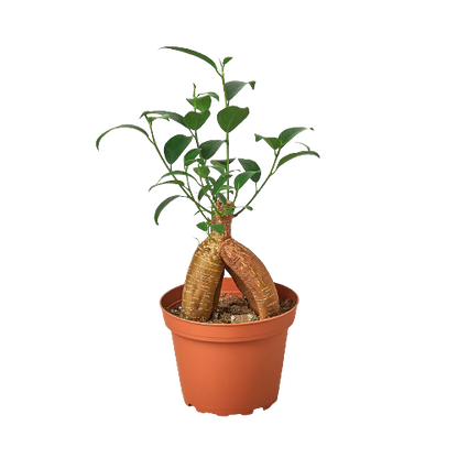 Ficus Ginseng indoor plant in terracotta pot with twin trunk roots and green leaves on Tampa Home & Garden Store