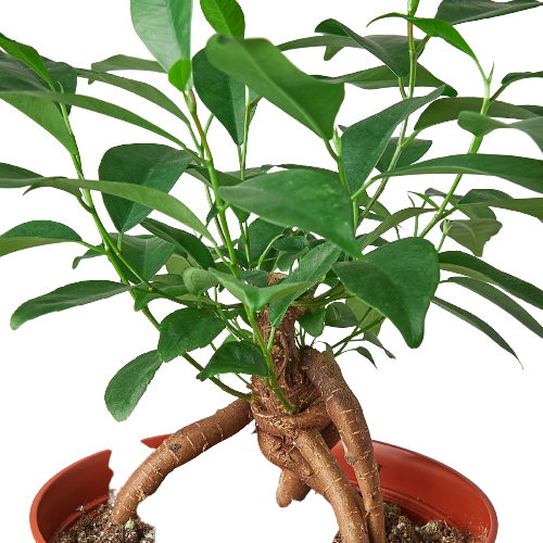 Ficus Ginseng indoor plant with thick, brown caudex and glossy green leaves in a red pot on Tampa Home & Garden Store