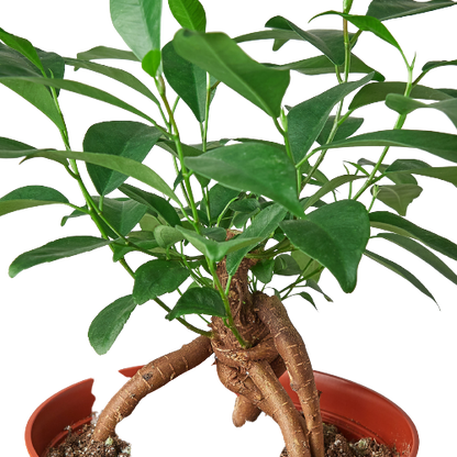 Ficus Ginseng indoor plant with thick, brown caudex and glossy green leaves in a red pot on Tampa Home & Garden Store