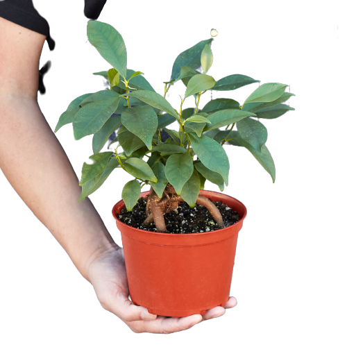 Ficus Ginseng indoor plant in orange terracotta pot held by hands, Rooted Treasures Farms on Tampa Home & Garden Store