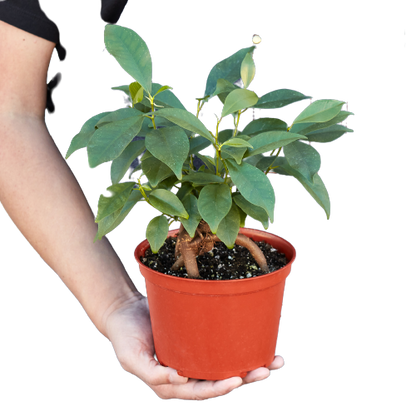 Ficus Ginseng indoor plant in orange terracotta pot held by hands, Rooted Treasures Farms on Tampa Home & Garden Store