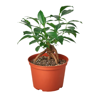 Ficus Ginseng indoor plant with glossy green leaves in an orange pot by Rooted Treasures Farms on Tampa Home & Garden Store