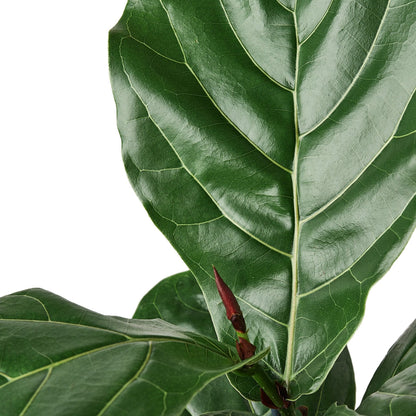 Ficus Lyrata Fiddle Leaf Fig indoor plant with glossy green leaves Rooted Treasures Farms on Tampa Home & Garden Store