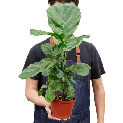 Ficus Lyrata fiddle leaf fig indoor plant in red terracotta pot by Rooted Treasures Farms on Tampa Home & Garden Store