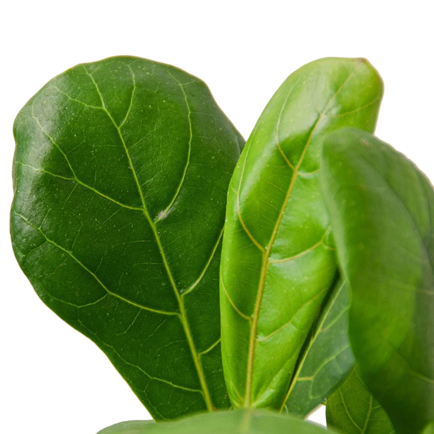 Ficus Lyrata fiddle leaf fig indoor plant by Rooted Treasures Farms, close-up of glossy leaves on Tampa Home & Garden Store