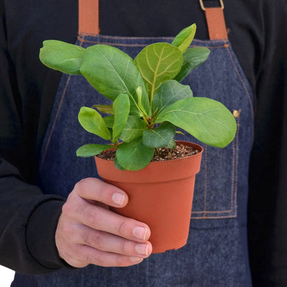 Ficus Lyrata fiddle leaf fig indoor plant by Rooted Treasures Farms in a terracotta pot on Tampa Home & Garden Store