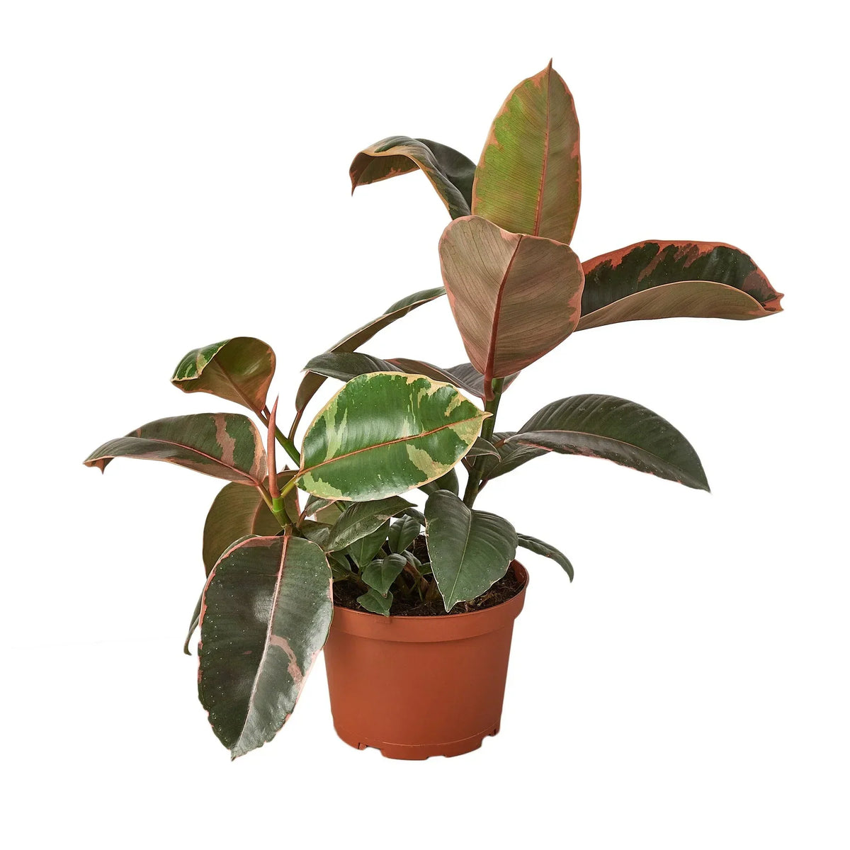 Ficus Elastica Ruby Pink indoor plant with pink-green variegated leaves in terracotta pot on Tampa Home & Garden Store