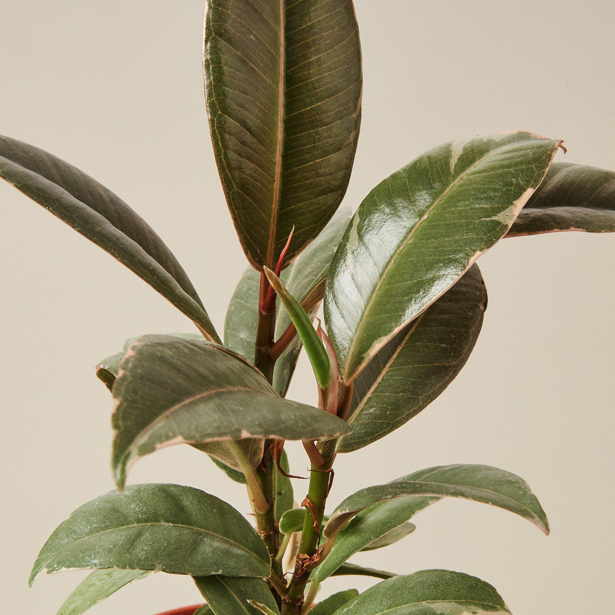 Ficus Elastica 'Tineke' indoor plant with glossy dark-green leaves and reddish stems on Tampa Home & Garden Store