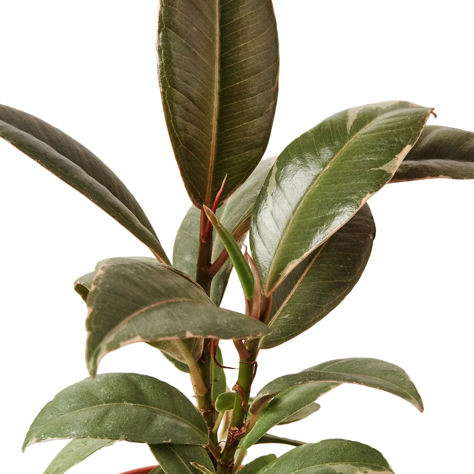 Ficus Elastica Tineke plant with dark green leaves and reddish stems Rooted Treasures Farms on Tampa Home & Garden Store