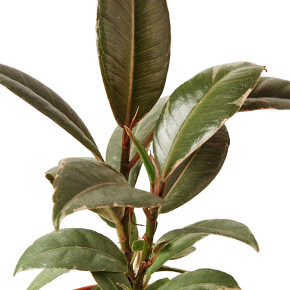 Ficus Elastica Tineke plant with dark green leaves and reddish stems Rooted Treasures Farms on Tampa Home & Garden Store