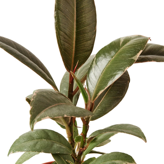 Ficus Elastica Tineke plant with dark green leaves and reddish stems Rooted Treasures Farms on Tampa Home & Garden Store