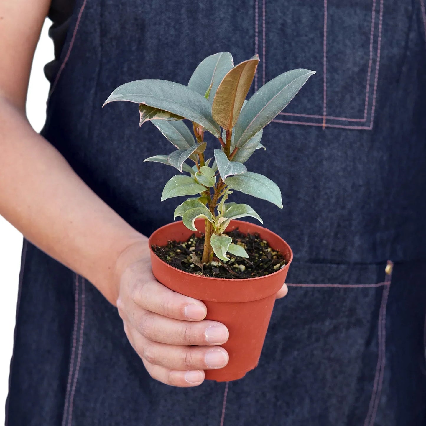 Ficus Elastica Tineke indoor plant with bluish-green leaves in a small terracotta pot on Tampa Home & Garden Store