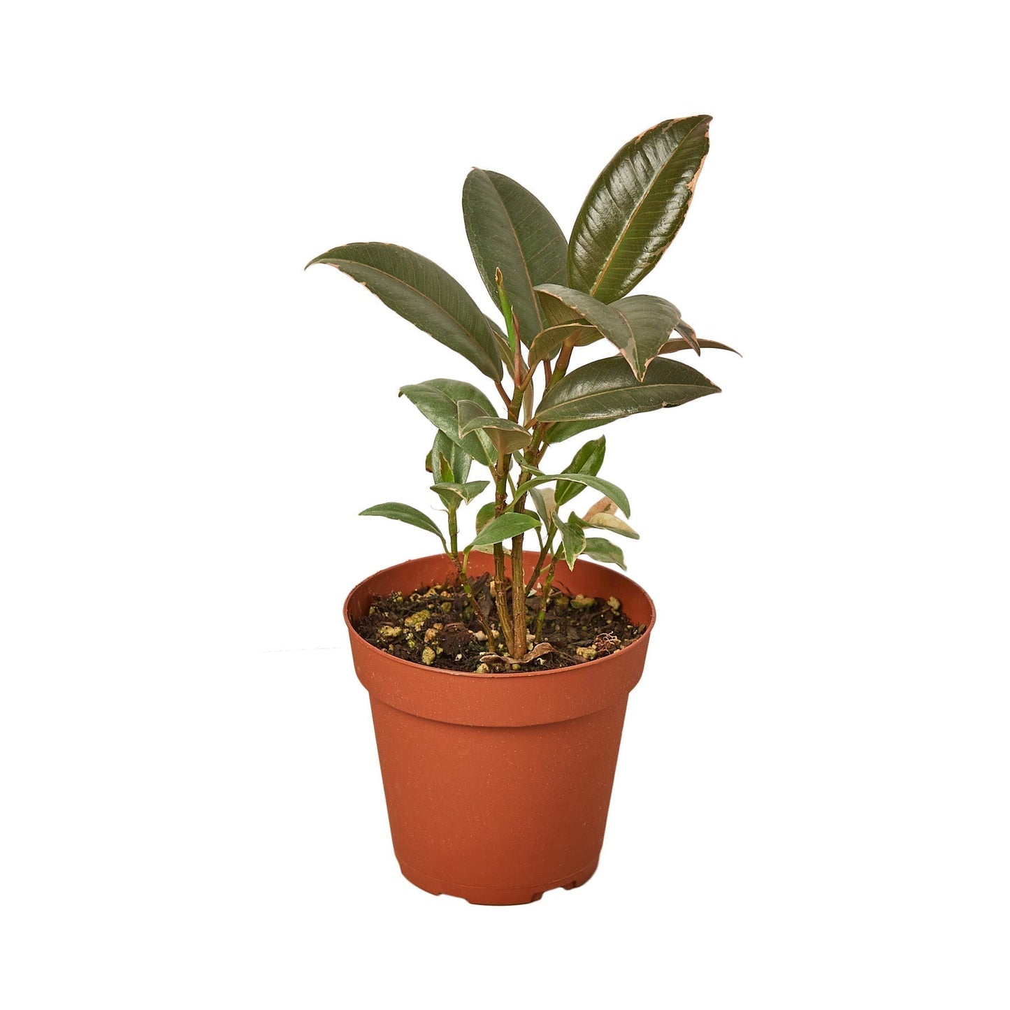 Ficus Elastica Tineke indoor shrub in a 6-inch nursery pot with glossy dark green leaves on Tampa Home & Garden Store