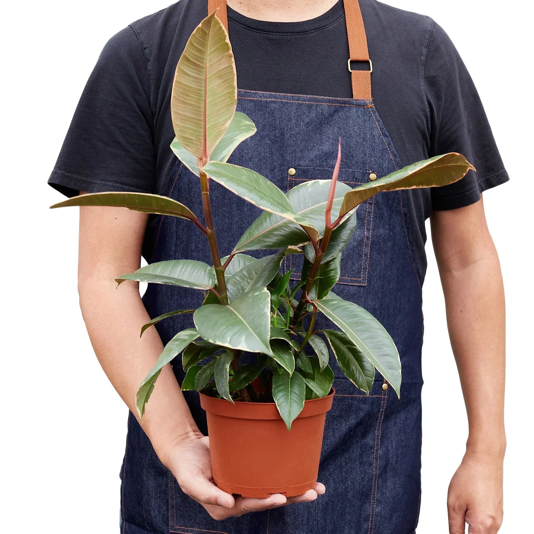 Ficus Elastica 'Tineke' indoor plant in terracotta pot with variegated green and cream leaves by Rooted Treasures Farms on Tampa Home & Garden Store