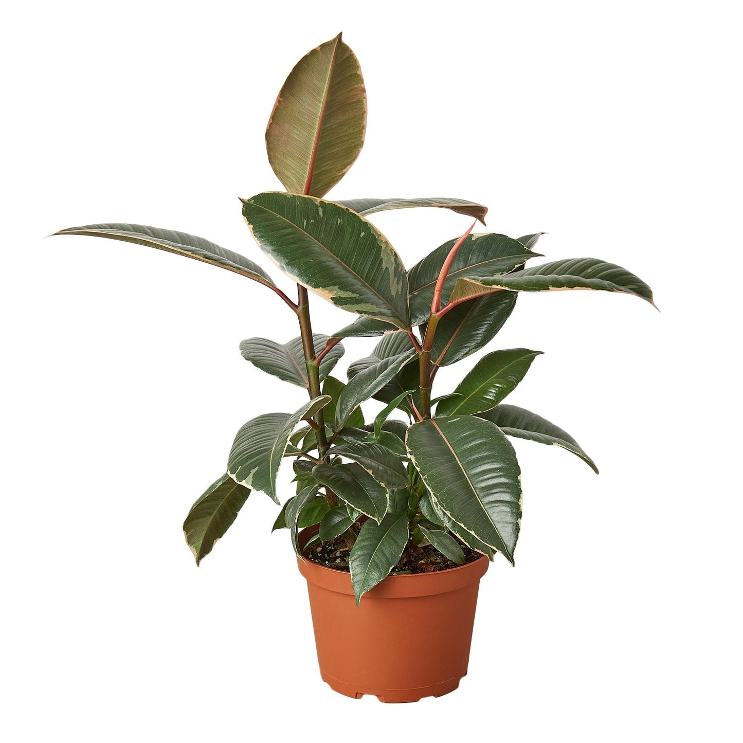 Ficus Elastica Tineke indoor plant in a 4in nursery pot with green leaves and cream margins on Tampa Home & Garden Store
