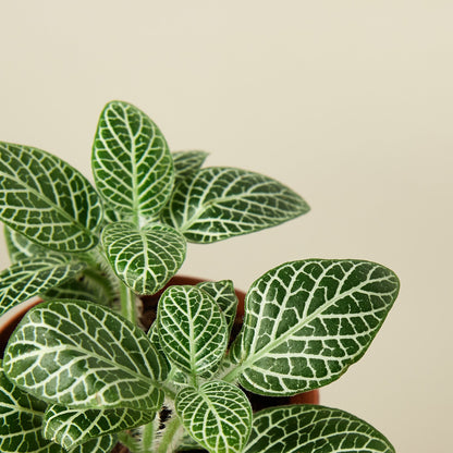 Fittonia 'White' nerve plant with white veins, indoor plant from House Plant Shop on Tampa Home & Garden Store