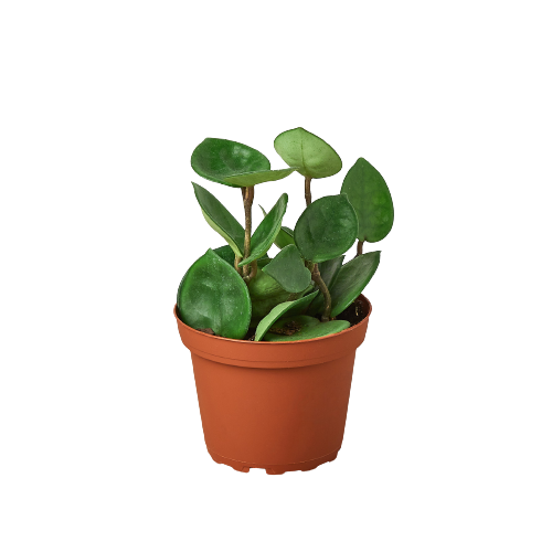 Hoya Carnosa Chelsea plant in terracotta pot with green leaves Rooted Treasures Farms on Tampa Home & Garden Store