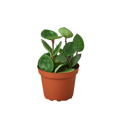 Hoya Carnosa Chelsea plant in terracotta pot with green leaves Rooted Treasures Farms on Tampa Home & Garden Store