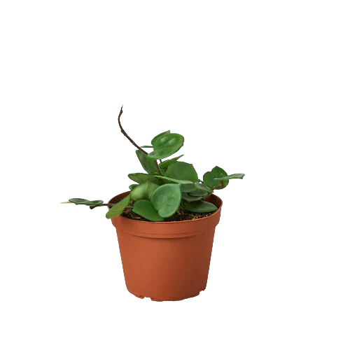 Hoya Carnosa Chelsea indoor plant in terracotta pot with green leaves Rooted Treasures Farms on Tampa Home & Garden Store