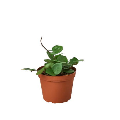 Hoya Carnosa Chelsea indoor plant in terracotta pot with green leaves Rooted Treasures Farms on Tampa Home & Garden Store