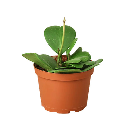 Hoya Sweetheart 4 inch plant with green heart-shaped leaves in a terracotta pot on Tampa Home & Garden Store