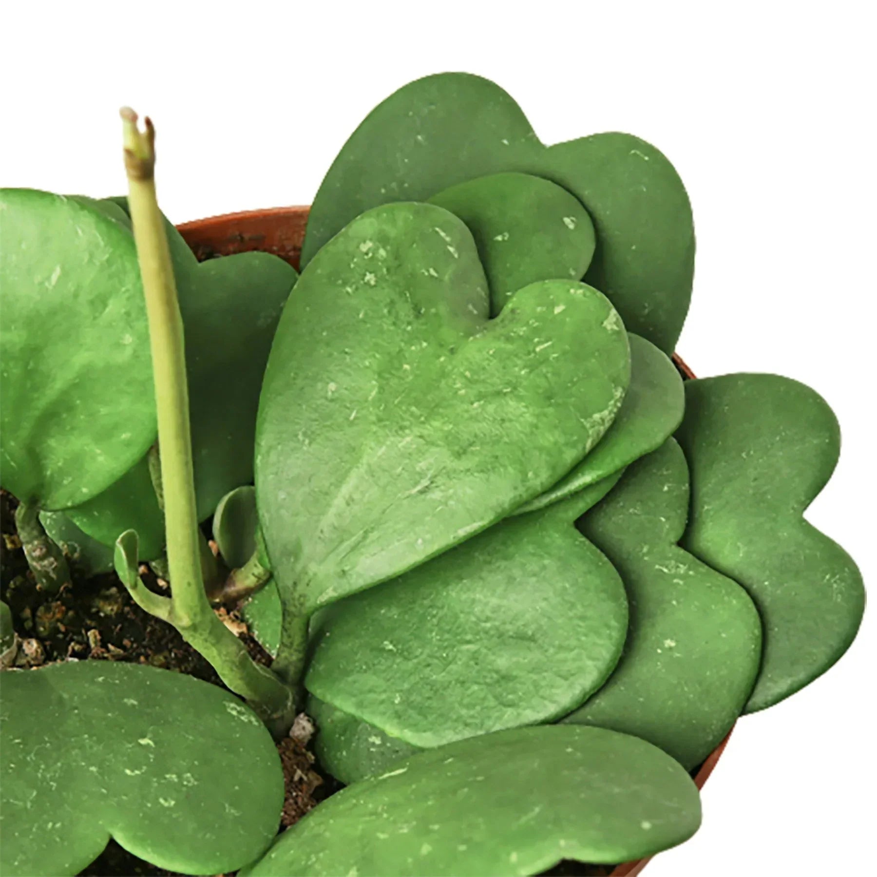Hoya Sweetheart 4-inch plant with thick green heart-shaped leaves in a pot on Tampa Home & Garden Store