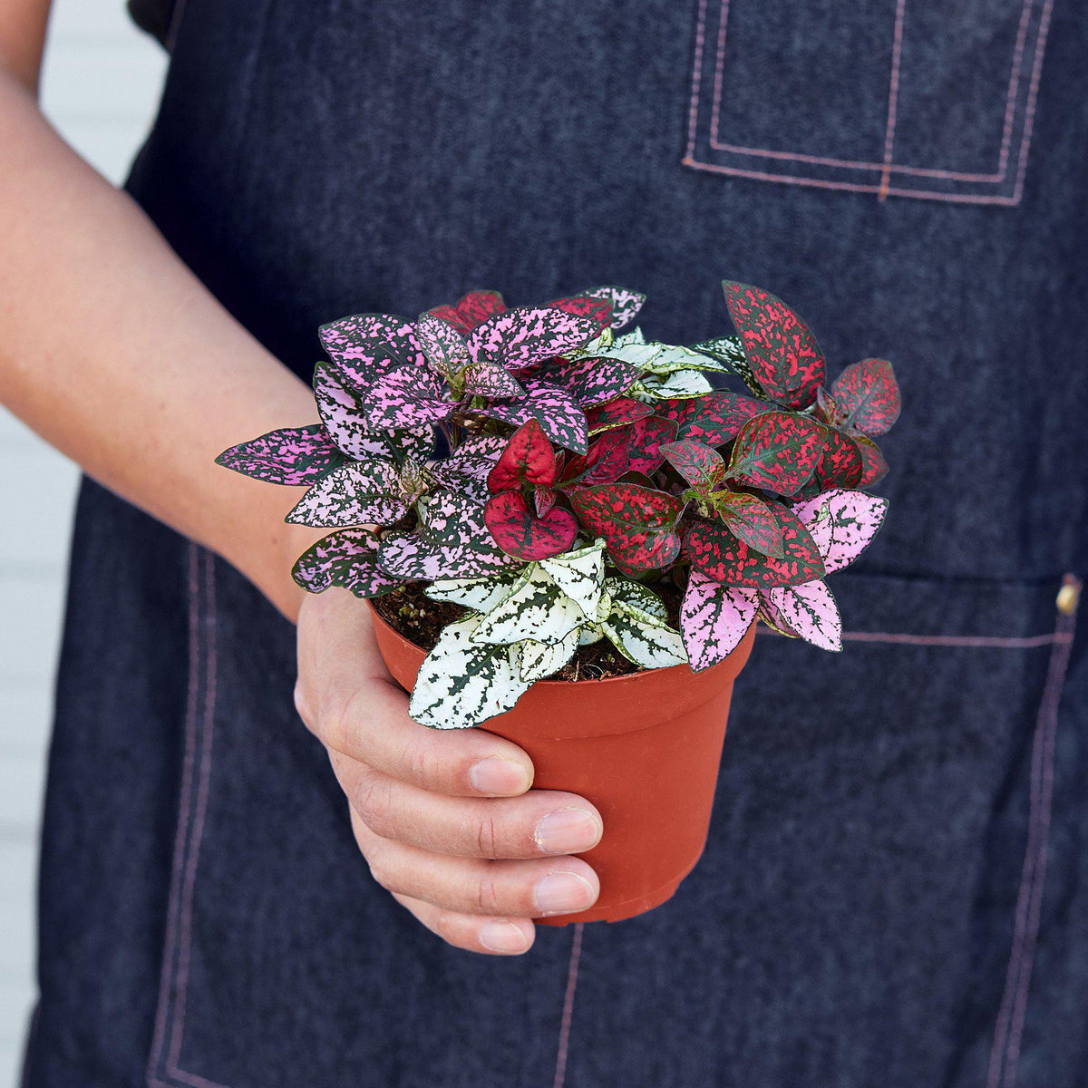 Hypoestes Polka Dot indoor plant with pink speckled leaves in a terracotta pot on Tampa Home & Garden Store