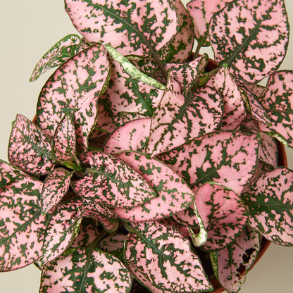 Hypoestes Polka Dot indoor plant pink speckled leaves green marbling House Plant Shop on Tampa Home & Garden Store