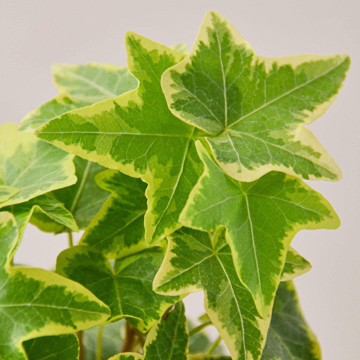 English Ivy Gold Child indoor plant variegated green leaves with yellow margins on Tampa Home & Garden Store