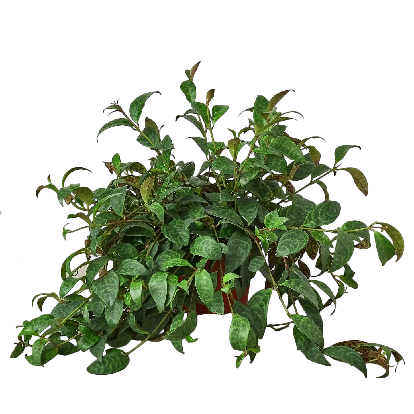 Lipstick Plant for Indoor Gardens with Blooms